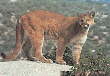 Tru Life Tierbildauflage Puma (70570)