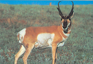 Tru Life Tierbildauflage Antilope (70575)